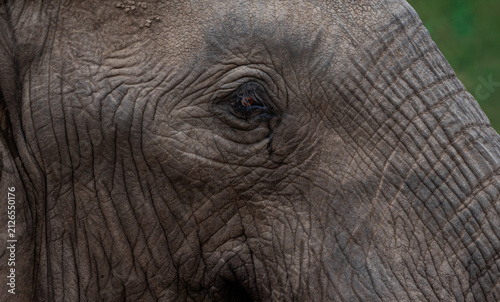 Closeup of the head and eye of an elephant highlighting the rough skin texture