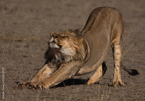 Young lion stretching near 13th borehole in Kgalagadi Transfrontier Park