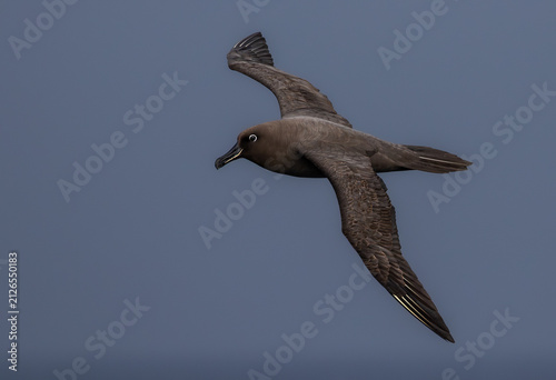 One sooty albatross in flight with blue background