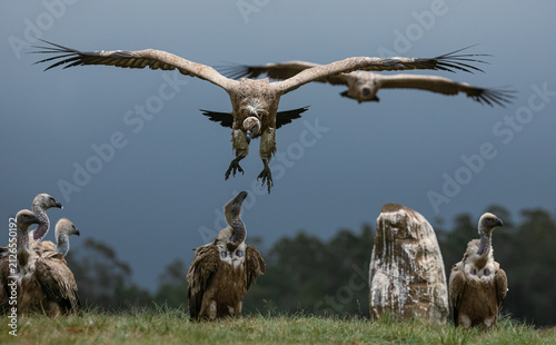 Two Cape vultures in flight and praring to land with another 5 vultures on the ground