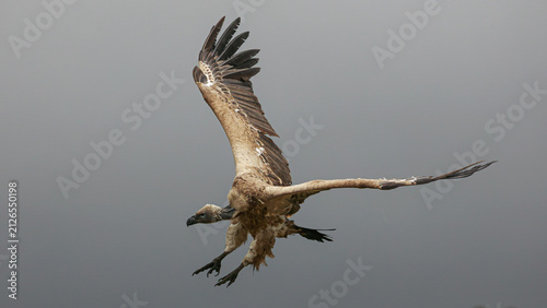 Cape vulture in flight with clean grey background in the Drakensberg area
