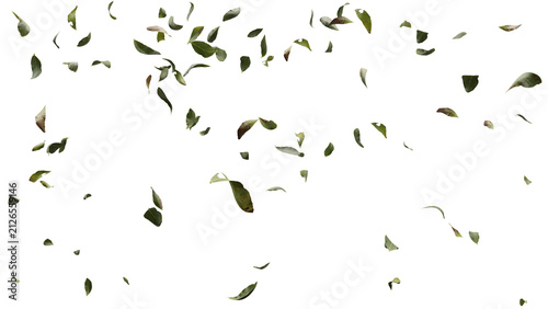 Quadro su tela Falling green leaves on transparent background with alpha channel horizontal ove