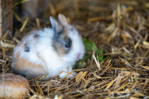 Bild auf Leinwand Small multicolored dwarf rabbit in straw bedding