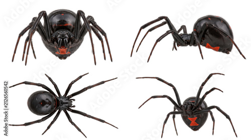 Fotografie Black widow spider set showing various angles