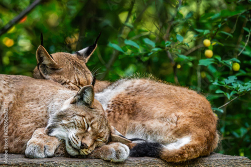 Photography Two eurasian lynx sleeping together in forest
