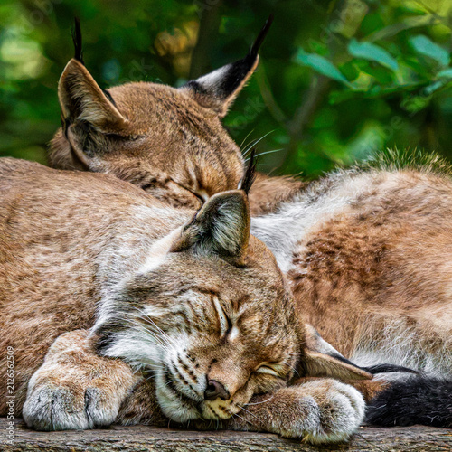 Photography Two eurasian lynx sleeping together in forest