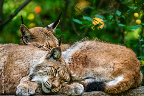 Canvas Print Eurasian lynx pair resting together in green forest