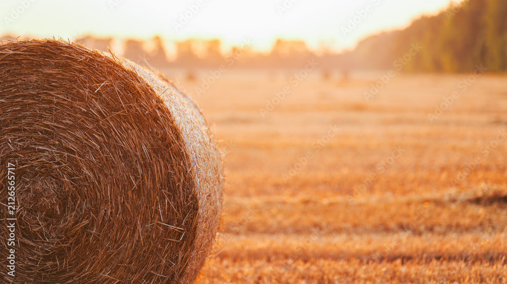Fototapeta premium Golden hour sunlight illuminates a round hay bale in a harvested wheat field