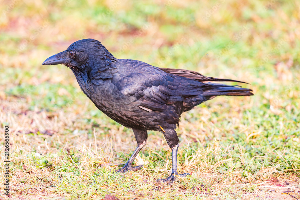Obraz premium Photograph of an Australian Raven bird foraging for food on a grassy field near a local sporting ground on a foggy and misty morning in Penrith in New South Wales, Australia