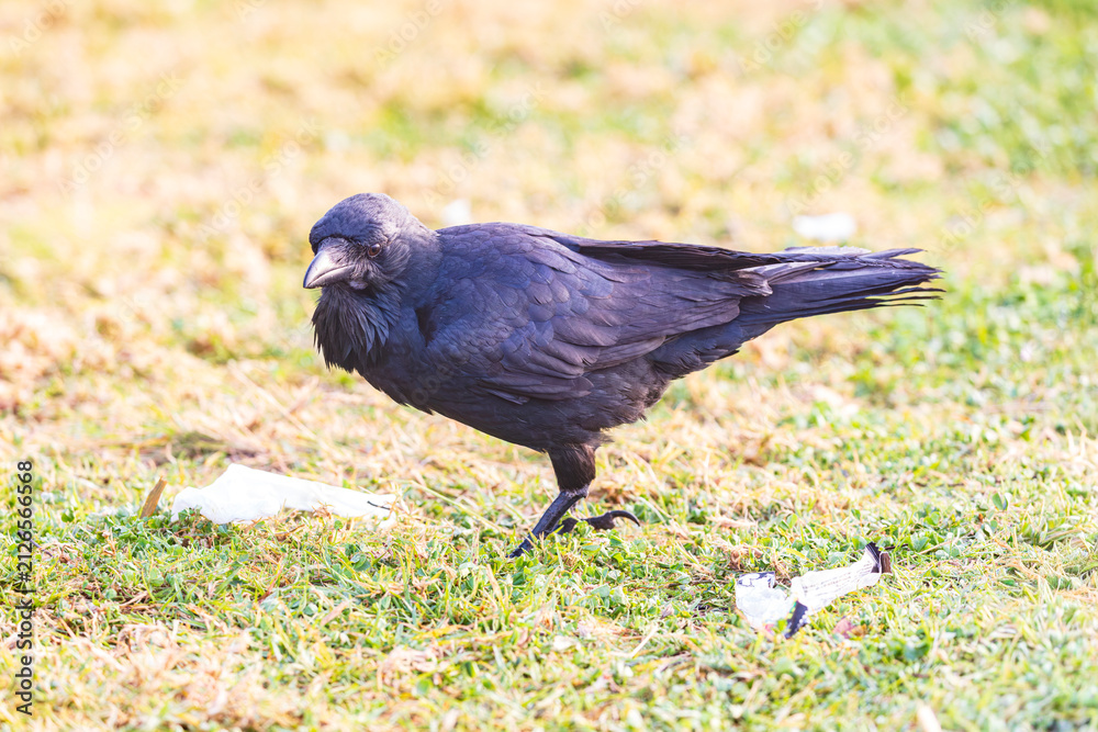 Obraz premium Photograph of an Australian Raven bird foraging for food on a grassy field near a local sporting ground on a foggy and misty morning in Penrith in New South Wales, Australia
