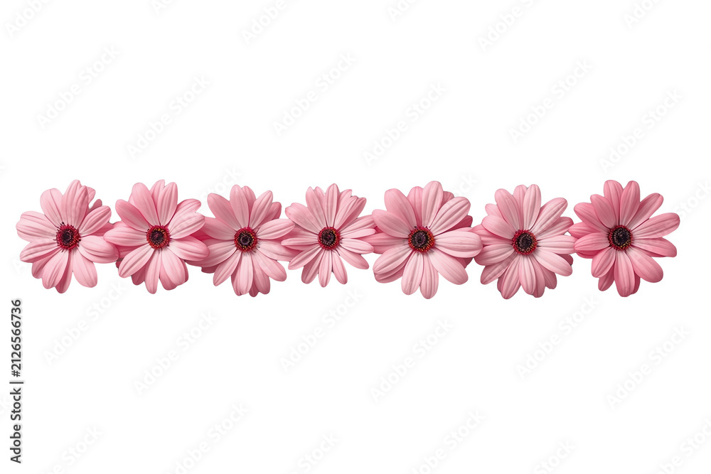 Fototapeta premium Row of small pink gerbera flowers isolated