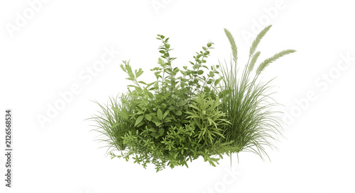 Small green wild grass bush with thin blades isolated on a simple plain surface for garden design and landscape architecture projects