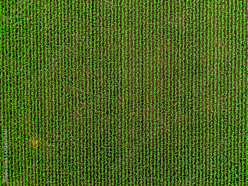 Green corn field rows from aerial view