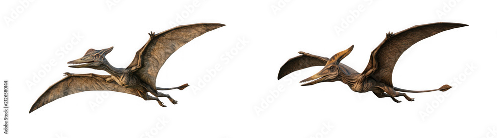 Fototapeta premium Two pterodactyls flying in the sky isolated on transparent background