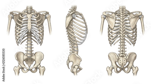 Human skeleton torso with rib cage, spine, and pelvis isolated on transparent background