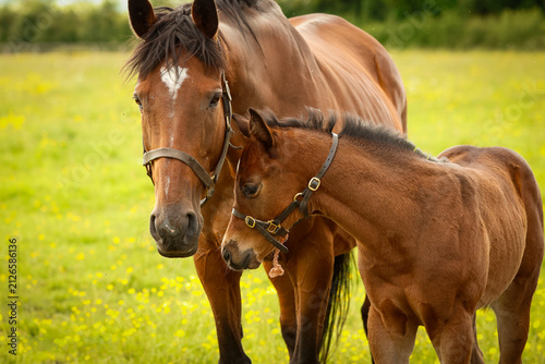 Mare and foal at stud. Broodmare and foal stood together in the field. Sport horse breeding. Equestrian 
