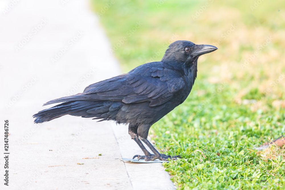 Naklejka premium Photograph of an Australian Raven bird foraging for food on a grassy field near a local sporting ground on a foggy and misty morning in Penrith in New South Wales, Australia