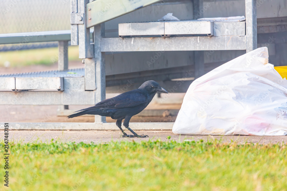 Naklejka premium Photograph of an Australian Raven bird foraging for food on a grassy field near a local sporting ground on a foggy and misty morning in Penrith in New South Wales, Australia