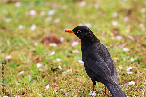 Blackbird standing on a lawn