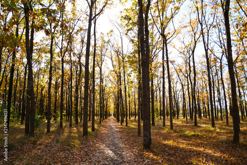 Oak grove pathway in open air Memorial Museum of Heroic Defense of Odessa 411th Coastal Battery Park, Ukraine. Sunlit autumn forest trail with golden foliage. Travel, nature background, copy space