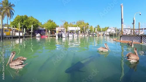 Wildlife Close-Up: 4K View of Brown Pelicans (Pelecanus occidentalis) Floating on the Water at a Marina in Islamorada, Florida