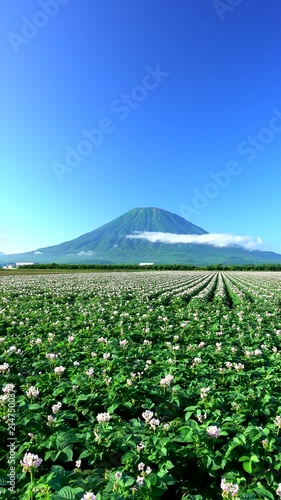 羊蹄山とジャガイモの花　北海道