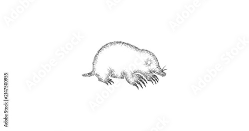 Sketch mole icon animation - smooth progressive reveal