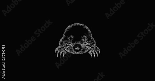 Sketch mole head icon animation - smooth progressive reveal