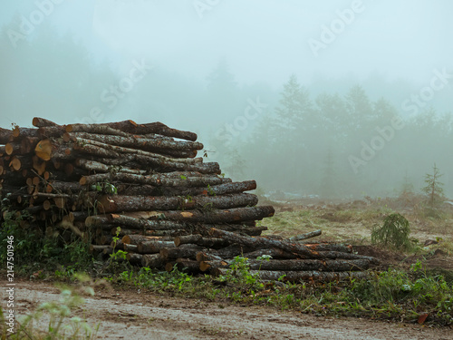 фотографія Stacked logs rest in misty forest clearing