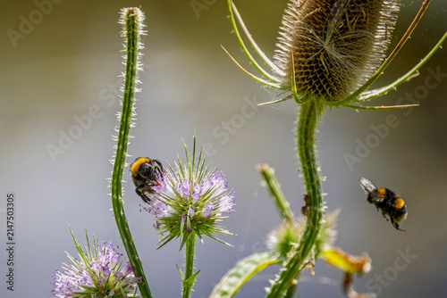 Bumble bee collecting pollen from a pink thistle flower head with another bee flying nearby