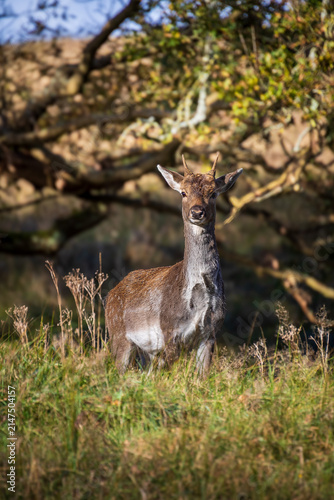 white tailed deer
