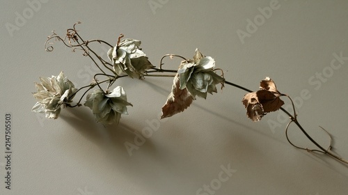 Dried hop bine with pale green cones trailing across a plaster wall