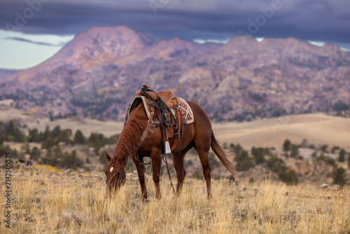 Ranch Horse hobbled scenic wyoming background