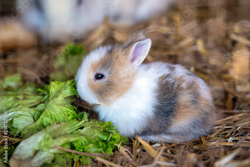 Fotografía Young dwarf rabbit eating lettuce in straw bedding