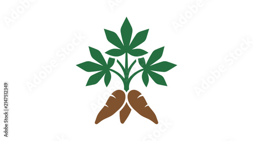 Manioc cassava plant with green leaves and roots.