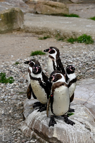 Vogelpark Marlow, begehbare Voliere mit Humboldt-Pinguinen