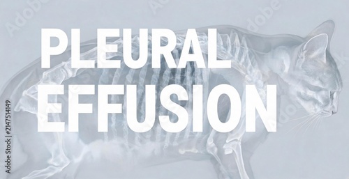 An abstract representation of a cat's skeletal structure overlaid with the text PLEURAL EFFUSION, symbolizing a medical condition and scientific study.