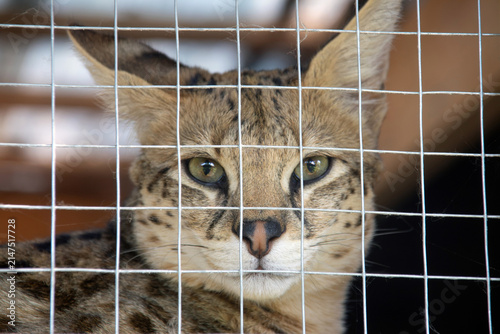 secure outdoor catio