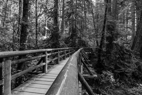 black and white Wooden footbridge crossing a stream in a green forest. Scenic view of nature. Concept of a peaceful journey in a quiet, mysterious wilderness landscape
