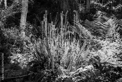 black and white Fern leaves or Polypodiopsida or Polypodiophyta plant in sunlight.