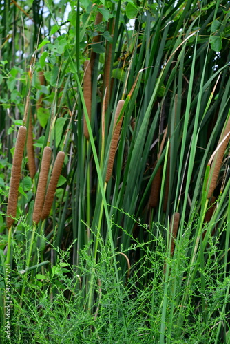 Cattails