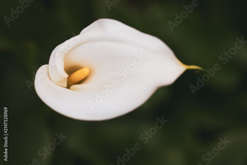 White calla lily close up background