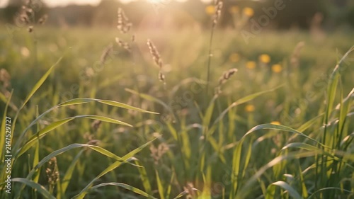 Green Grass Blades Swaying in Summer Meadow at Sunset with Golden Lens Flare, Close-up Nature Background