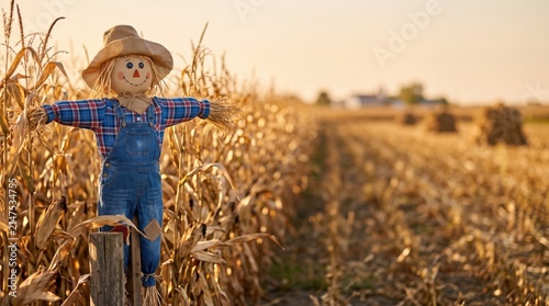 Friendly handmade scarecrow standing beside a golden cornfield at sunset during the autumn harvest season