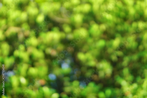 Blurred out-of-focus background of green foliage or leaves