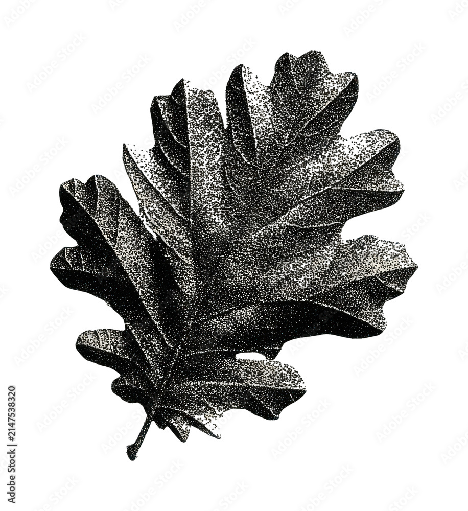 Obraz premium PNG Black botanical leaf illustration in vintage stippled style