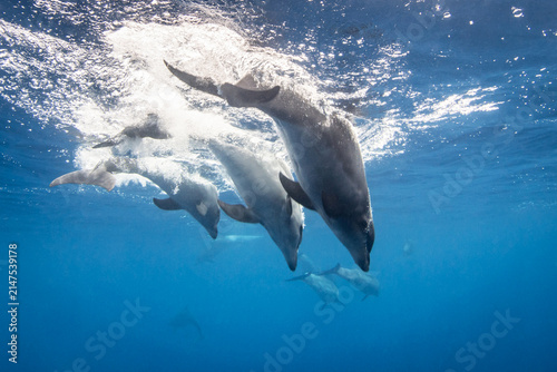 Bottlenose dolphin swimming near the surface, French Polynesia.