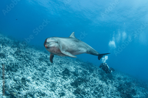 Bottlenose dolphin swimming near the surface, French Polynesia.