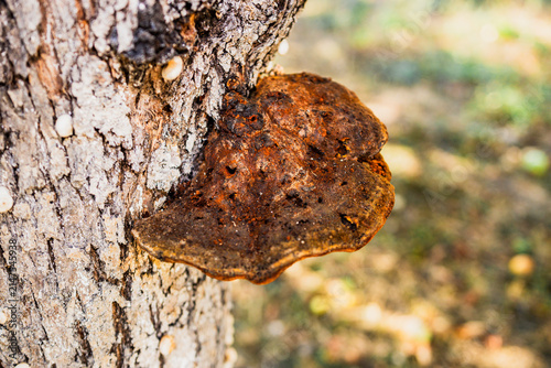 фотографія A mushroom growing on a tree