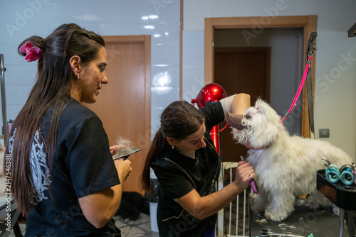 Professional women groomers working, giving a haircut and clipping a cute white dog at a modern pet salon